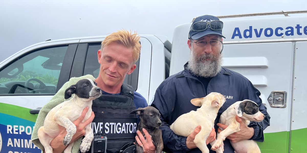 North Shore animal rescue saves, feeds pets - Hawaii News Now