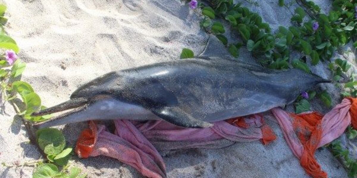 Dolphins Rabies Death of spinner dolphin from parasite found in cats spurs concern