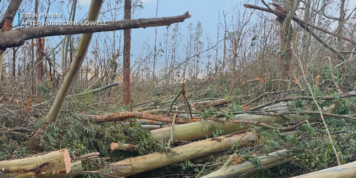 Coverage image for: Cut off by Hurricane Lowell, Kauai man worries about water for 60 cattle