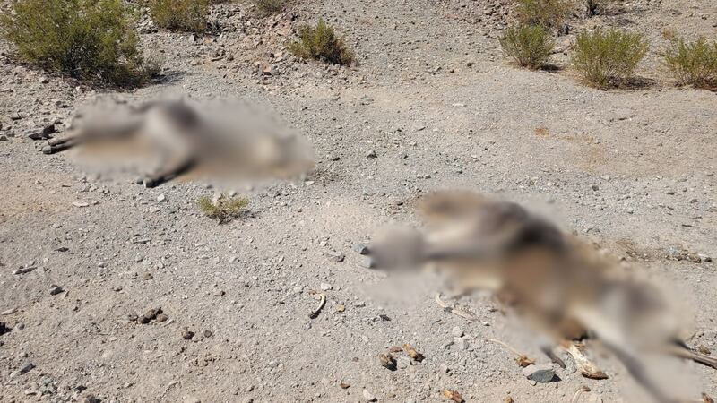 Eleven burros died near Owls Hole Spring in Death Valley National Park.