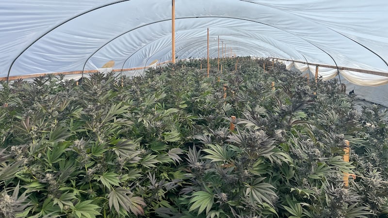 Authorities seized over 110,000 marijuana plants and 81,000 pounds of bulk cannabis across...
