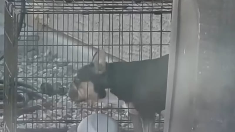 Animal advocate sounds off after dog reportedly dies in backyard kennel amid triple-digit...