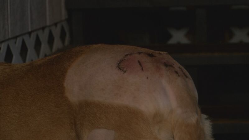 An Ewa Beach man and his dog are recovering after being mauled by two other K-9s.