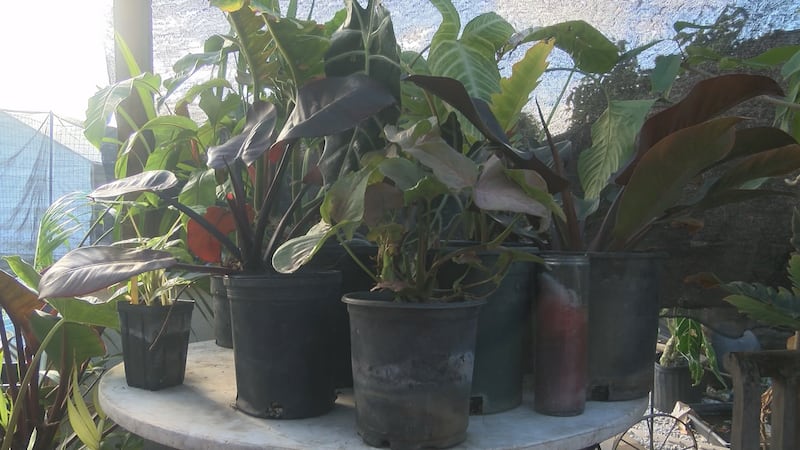 About 200 plants were stolen from a nursery on Oahu's north shore last week, totaling roughly...