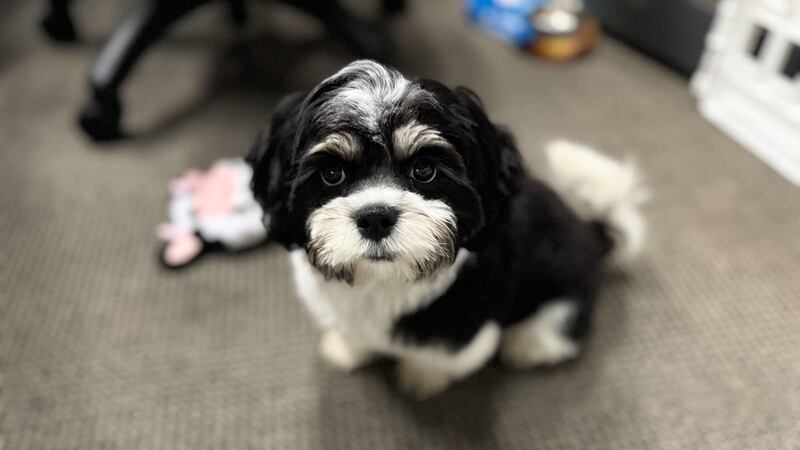 We have a new addition to our Sunrise family! She’s 3.5 months old, half Shih Tzu and part...