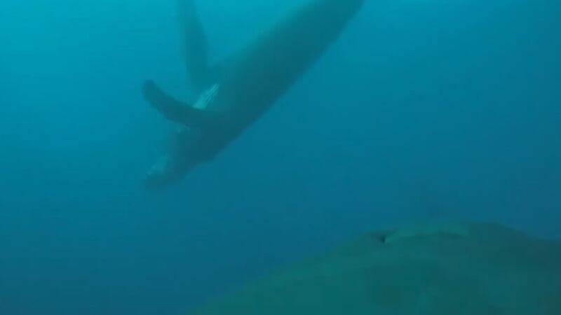 CATs is the acronym for Customized Animal Tracking Solutions. The tag is a non-invasive tool...