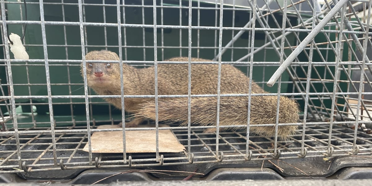 Mongoose captured on Kauai where the invasive species has no population