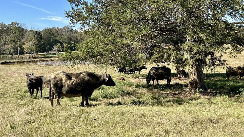 Water buffalo farm