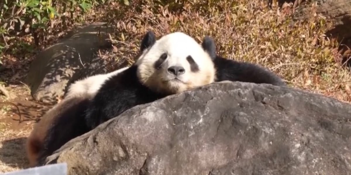 ‘Keep your fingers crossed’: Hosting pandas a possibility for Honolulu Zoo