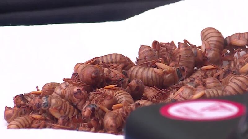 Cicadas were cooked and eaten at The Butterfly House in Chesterfield, Missouri.