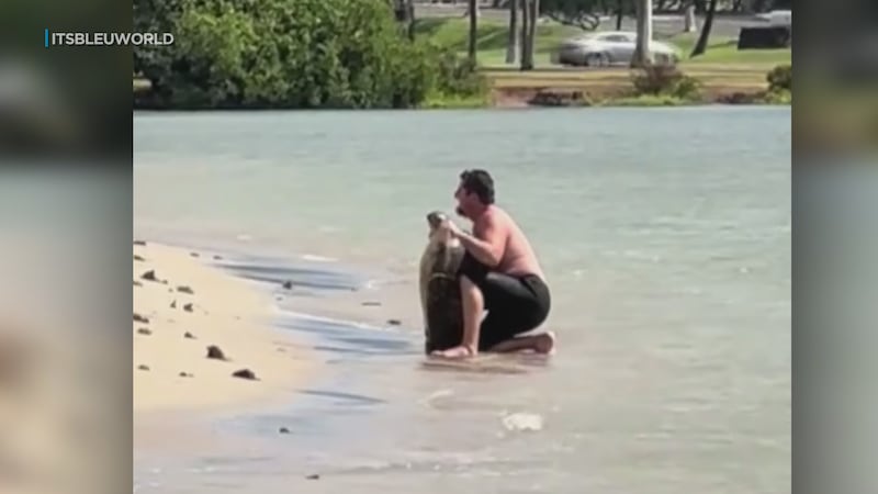 A new video is sparking outrage after a man was seen picking up a honu, a Hawaiian green sea...