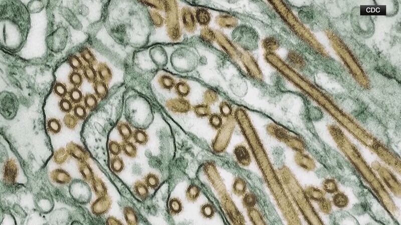 Hawaii has confirmed its first case of avian flu.