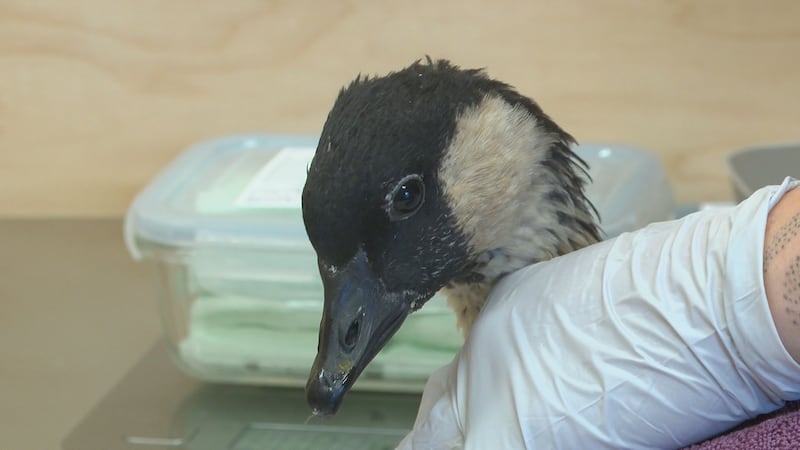 Veterinarians at Feather and Fur Animal Hospital in Kailua say the Nene is doing well and will...