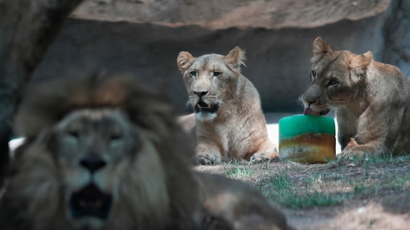 A lion licks a frozen treat in its enclosure at the Chapultepec Zoo as staff work to keep the...