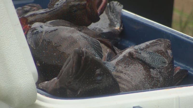 The “Eat the Invaders” Fishing Tournament aims to help mitigate the number of invasive species...