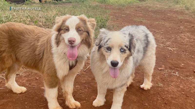 They say their neighbor told them their dogs were messing with his horses, so he shot them.