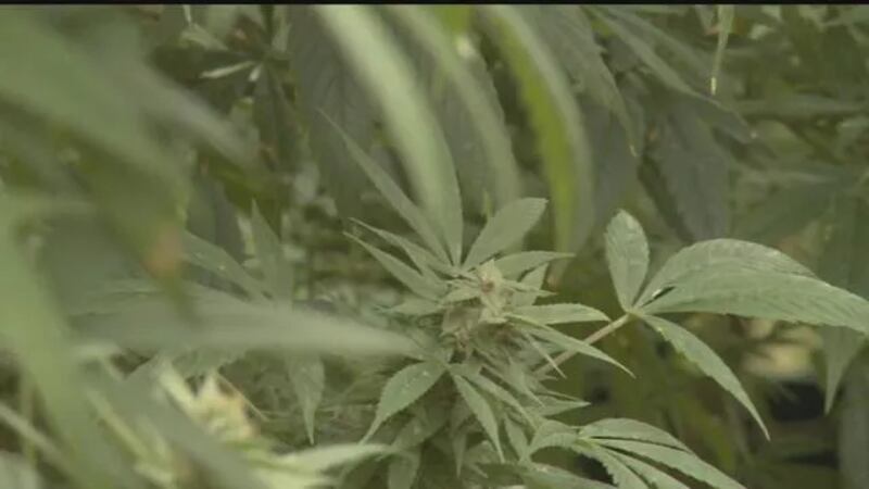 (Image: Hawaii News Now/file)