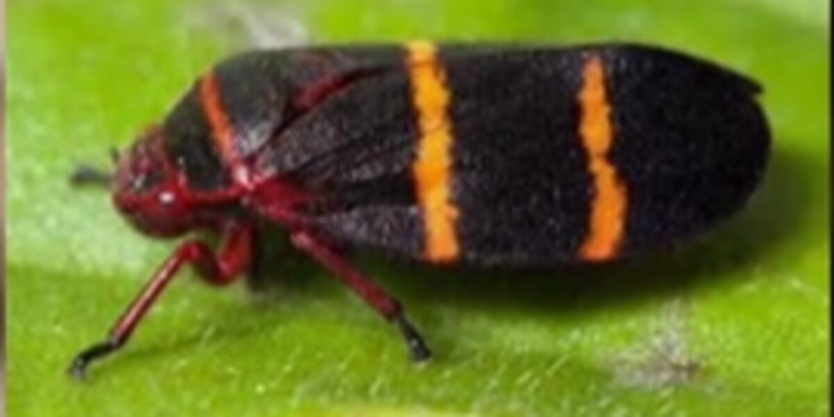 Hay Point Pests Farmers ask for funding to fight pasture pest threatening Hawaii’s ...