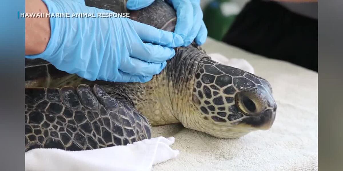 Turtle Saved Public invited to release of rescued, rehabbed turtle