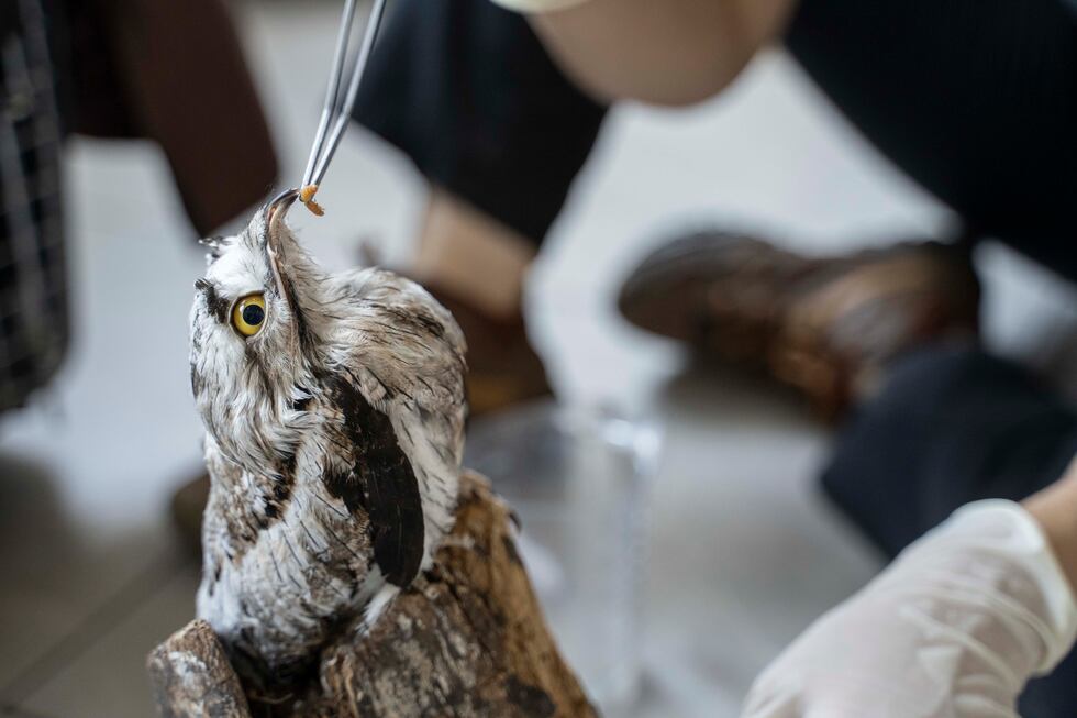 A bird is hand-fed a worm at the non-profit wildlife park Selva Teneek where animals are being...