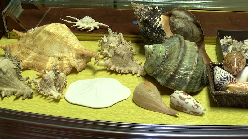 Hawaii family’s huge collection of shells from around the globe is up ...