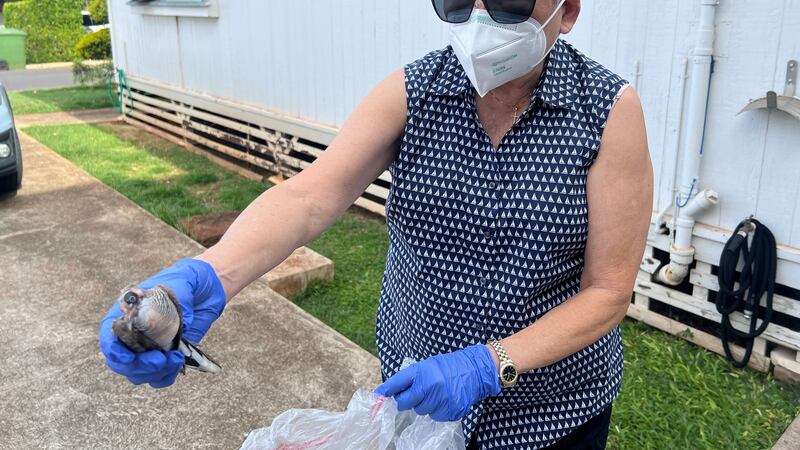 Connie, a Kaimuki resident, shows a dead zebra dove.