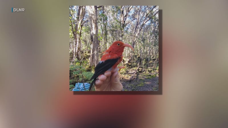 Iiwi typically live for three to five years, but the DLNR believes this bird is at least 10...