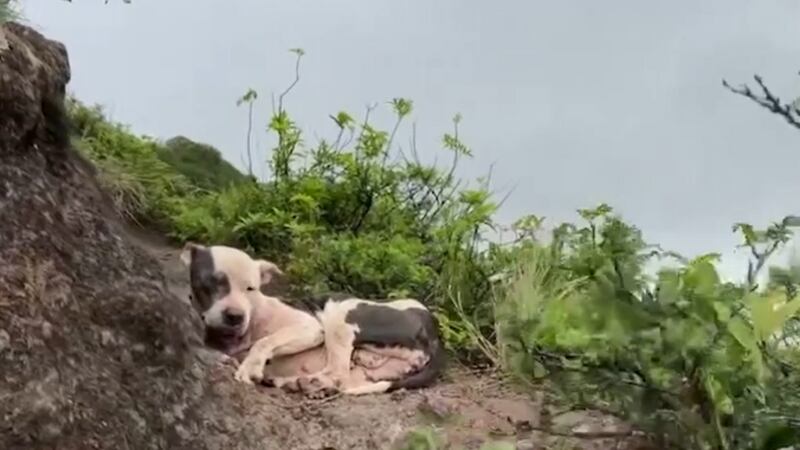 The dog — named Stevie — had visible injuries to her face.