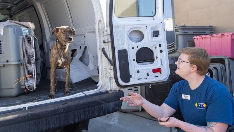 Humane 7 Deviantart California shelter helps Kauai Humane Society amid Lowell recovery ...