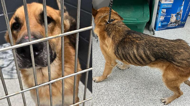 A dog in Ohio is recovering after it was found left in a snow-covered truck for days after its...