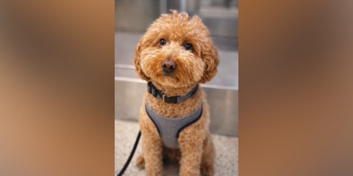 Dog abandoned at airport receives thousands of adoption applications