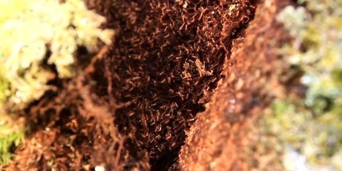 Red Rice Invasive Invasive species a big pain, but there are success stories in fight ...
