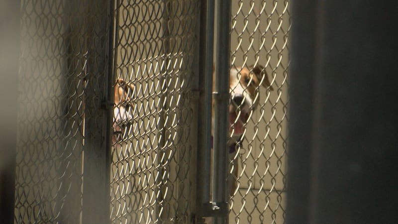 The Hawaiian Humane Society says they've given away 50% more pet food than last year.