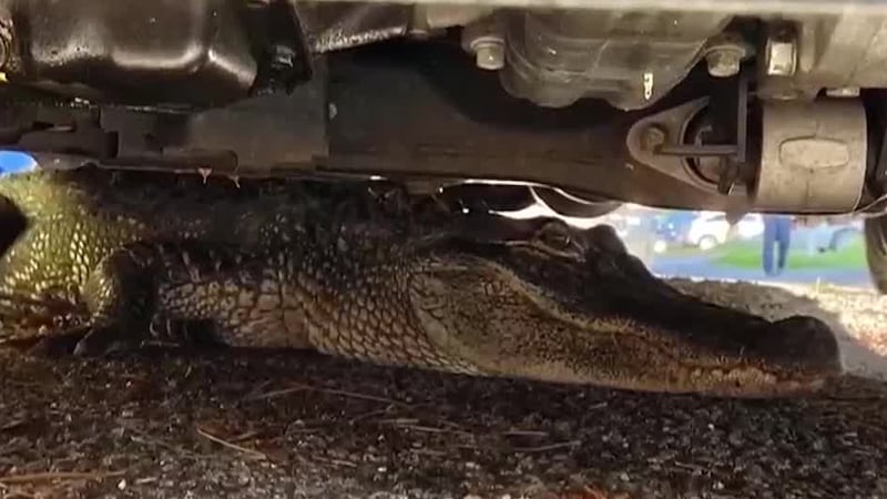 A wildlife enthusiast who’d recently tried to find an alligator to photograph found that an...