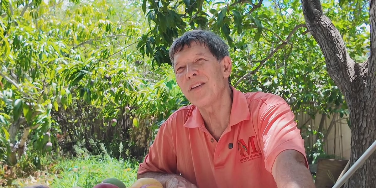 ‘There’s nothing better.’ Family behind Makaha Mangoes shares fruits of labor for nearly 70 years