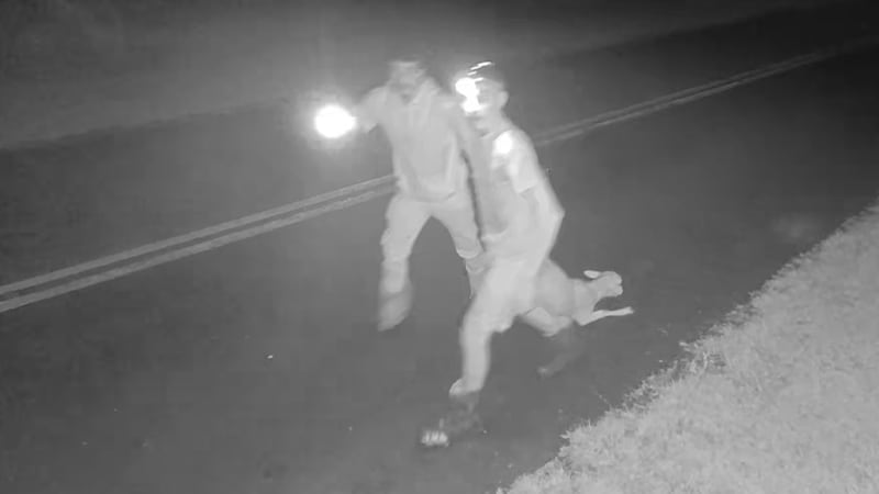 Two men are seen in surveillance video stealing a sheep from a Hawaii Island ranch.