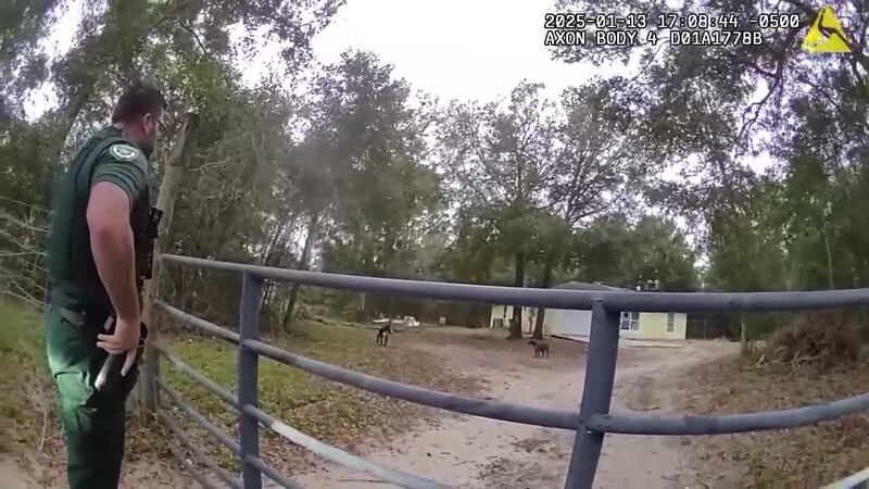 The boy was attacked by the loose dogs Monday evening near Deland, Florida.