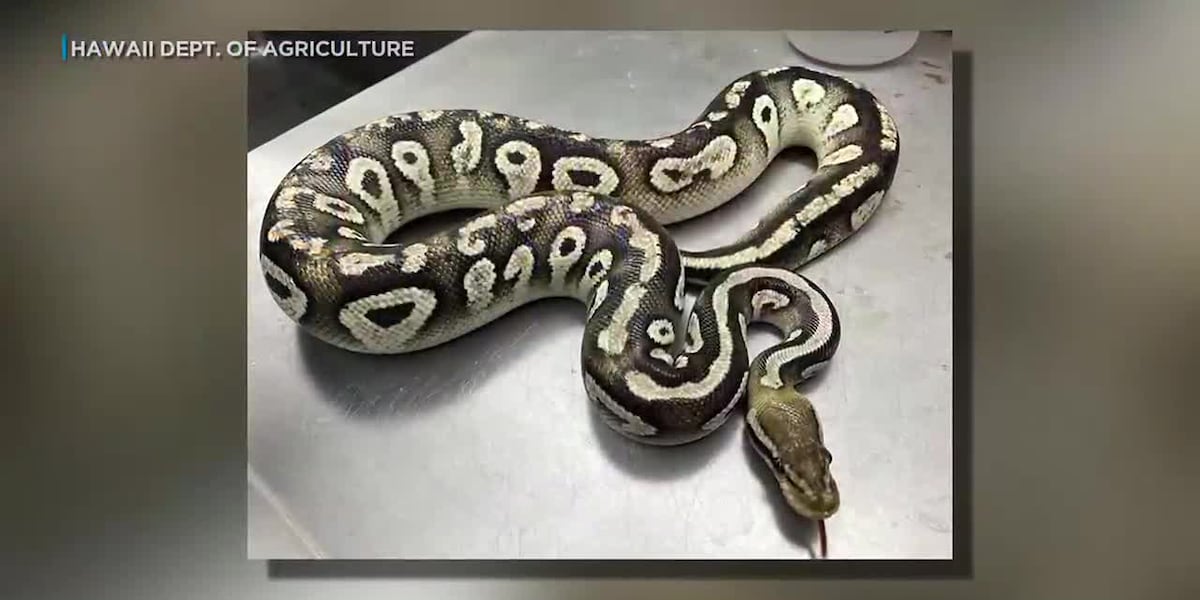 Snake captured at Kaimuki home Snake captured at Kaimuki home