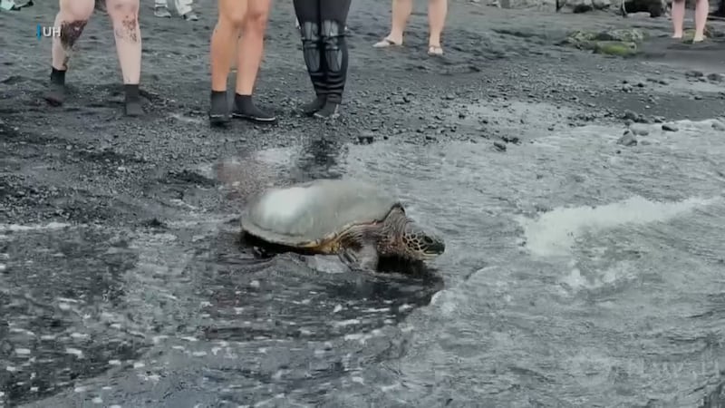 Students at Hawaii Community College's Marine Option Program helped count nearly 80 green sea...