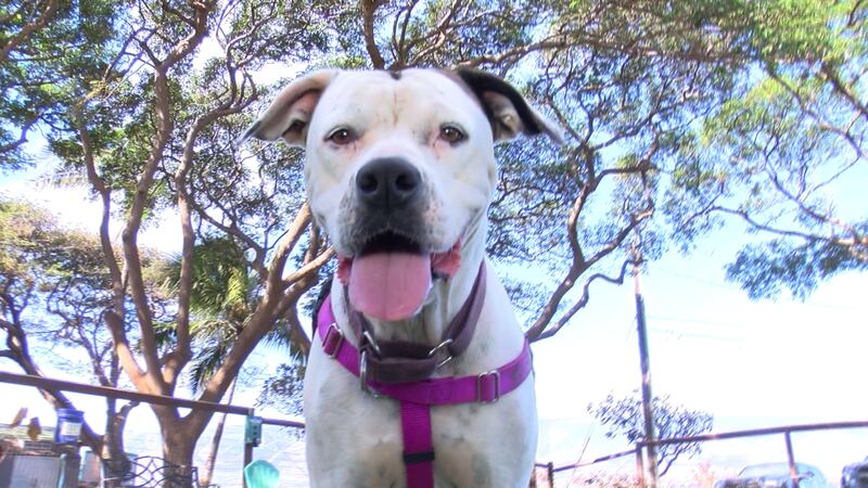 Maple is a two-year-old female mixed breed who is confident and friendly. But when the bombs...