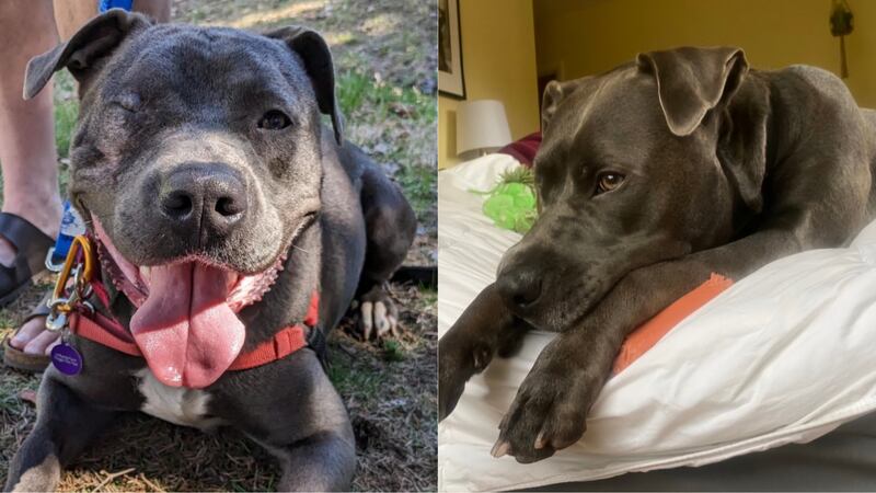 Clint is currently living with a foster family while he awaits his forever home.