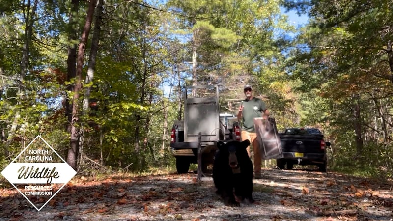 The bear gained international attention after a video taken in April showed a group of people...