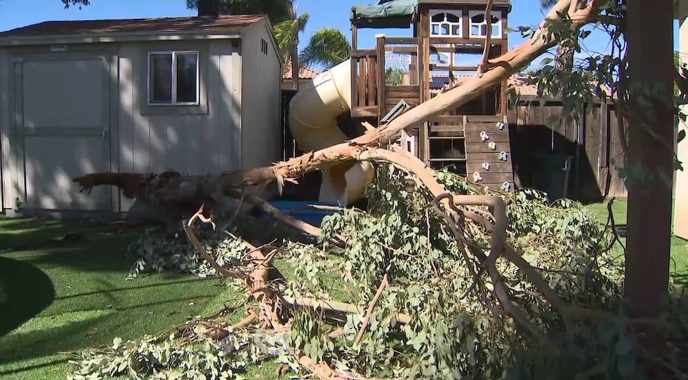 The part of the tree that fell on Ricky Roldan was at least 20 feet long.