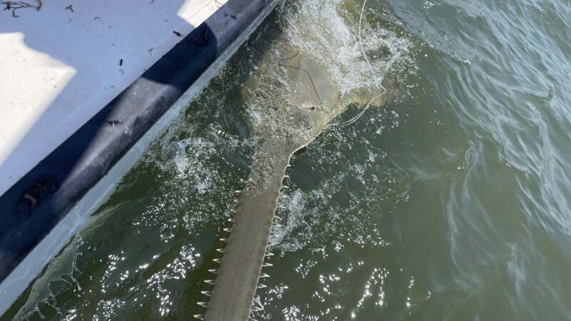 A 13-foot adult female smalltooth sawfish was caught, tagged, and released last month off of...