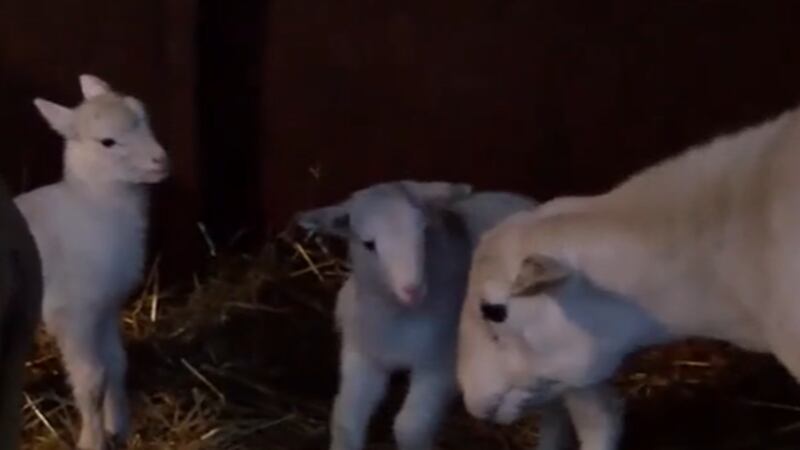 The display in Lockland has been a staple for many years, but this year was extra special with...