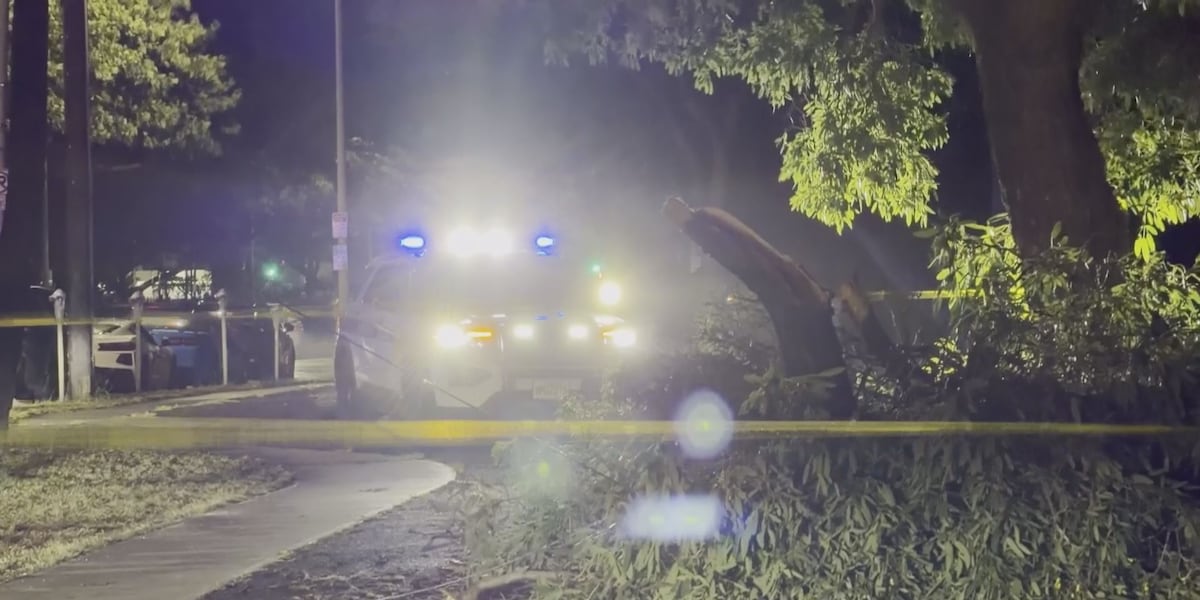 Tree Falls Near Honolulu Zoo, Leaving Man Injured and Causing Power Outage
