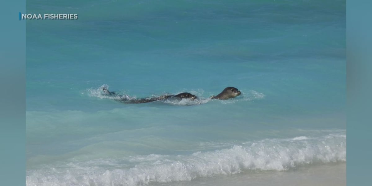 Rescued Hawaiian monk seals released after receiving life-saving care Rescued Hawaiian monk seals released after receiving life-saving care