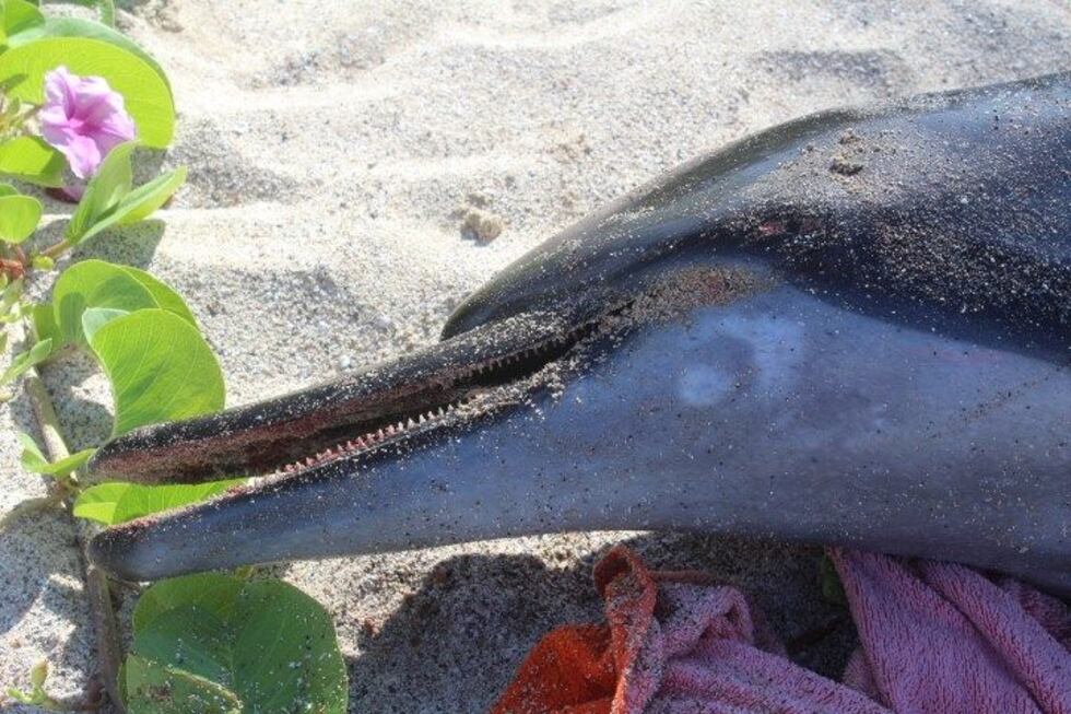 Dolphins Rabies Death of spinner dolphin from parasite found in cats spurs concern