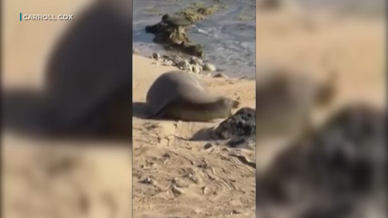 Report reveals disturbing details in monk seal death involving DLNR employees dogs