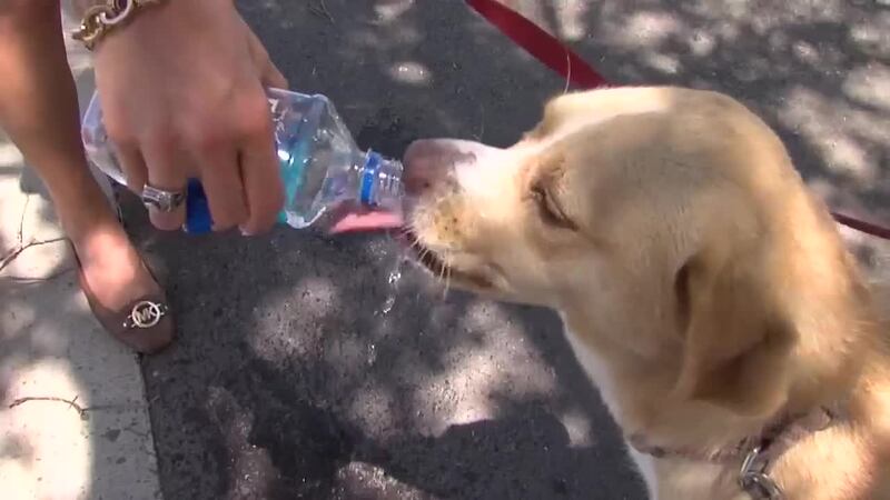 Many dog parents are keeping close tabs on a state Senate bill that would strike down a ban on...